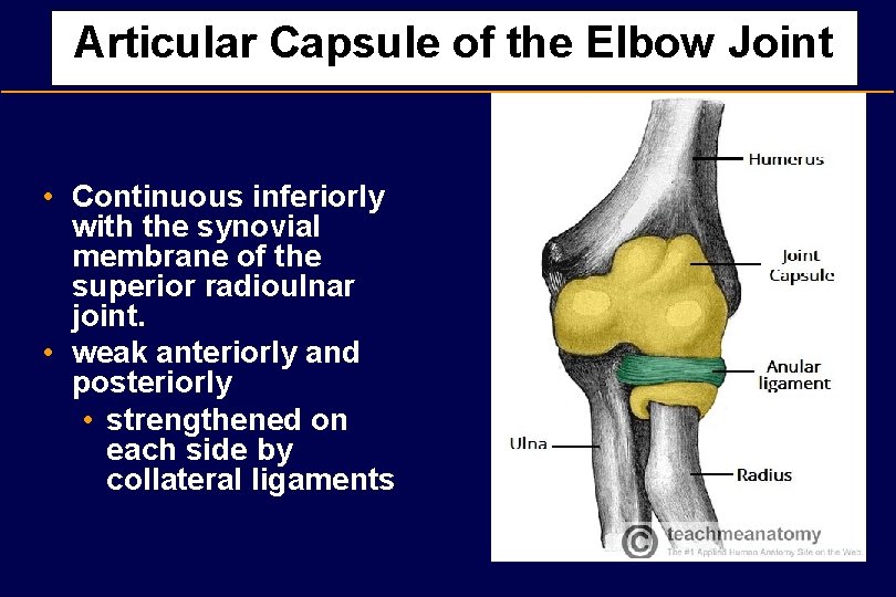 Articular Capsule of the Elbow Joint • Continuous inferiorly with the synovial membrane of