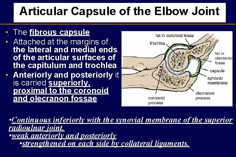 Articular Capsule of the Elbow Joint • The fibrous capsule • Attached at the