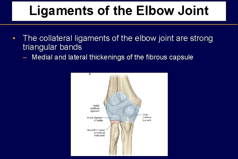 Ligaments of the Elbow Joint • The collateral ligaments of the elbow joint are