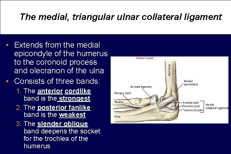 The medial, triangular ulnar collateral ligament • Extends from the medial epicondyle of the