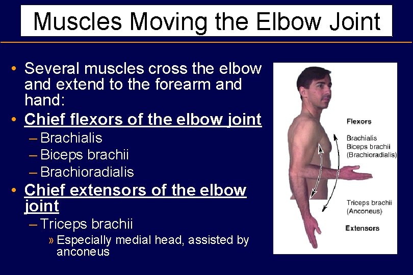 Muscles Moving the Elbow Joint • Several muscles cross the elbow and extend to