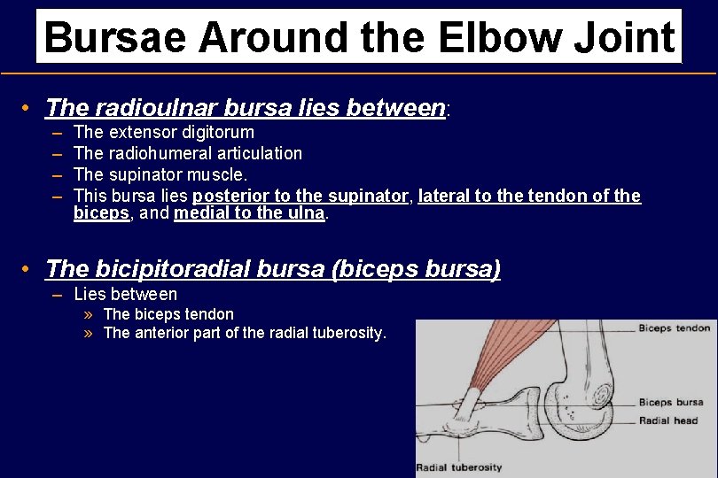 Bursae Around the Elbow Joint • The radioulnar bursa lies between: – – The