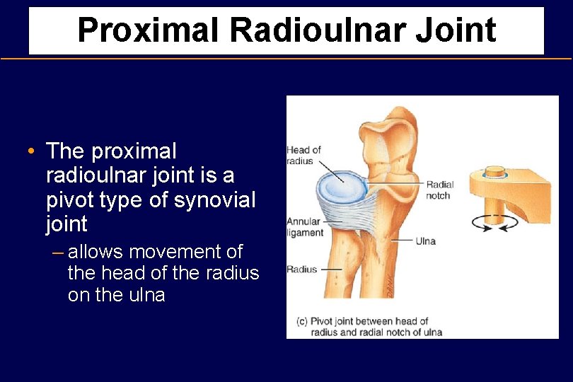 Proximal Radioulnar Joint • The proximal radioulnar joint is a pivot type of synovial
