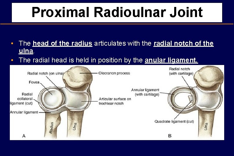 Proximal Radioulnar Joint • The head of the radius articulates with the radial notch