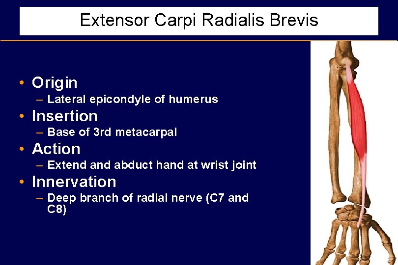 Extensor Carpi Radialis Brevis • Origin – Lateral epicondyle of humerus • Insertion –