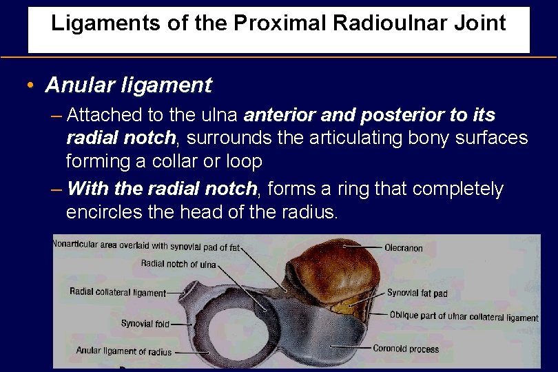 Ligaments of the Proximal Radioulnar Joint • Anular ligament – Attached to the ulna