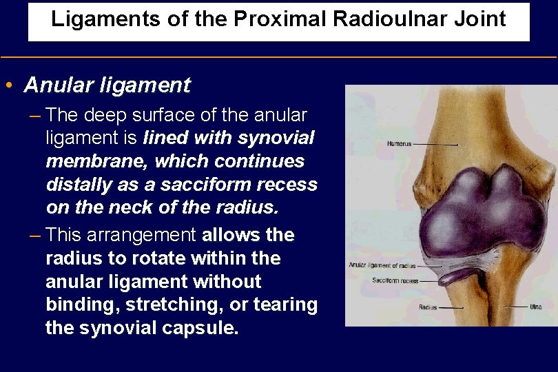 Ligaments of the Proximal Radioulnar Joint • Anular ligament – The deep surface of