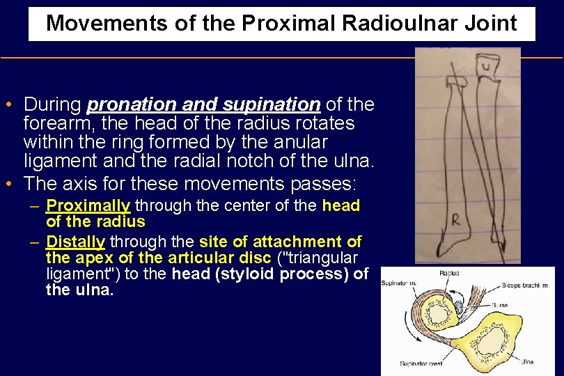 Movements of the Proximal Radioulnar Joint • During pronation and supination of the forearm,