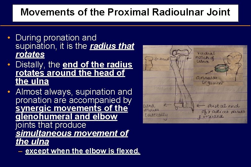 Movements of the Proximal Radioulnar Joint • During pronation and supination, it is the