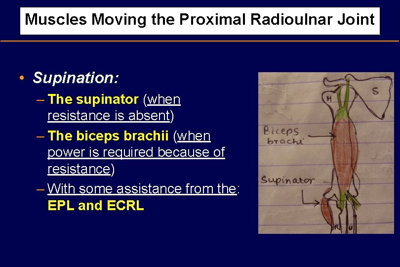 Muscles Moving the Proximal Radioulnar Joint • Supination: – The supinator (when resistance is