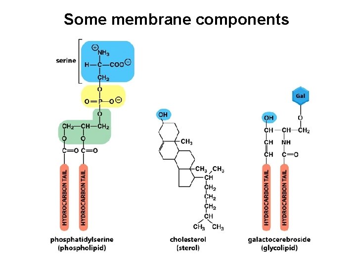 Some membrane components 