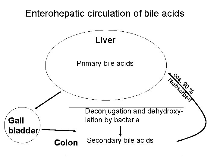 Enterohepatic circulation of bile acids Liver Primary bile acids % d 90 rbe a.