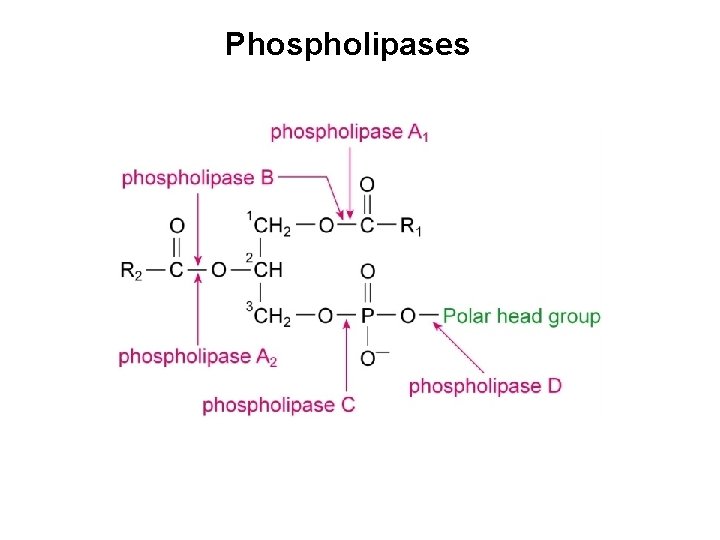 Phospholipases 