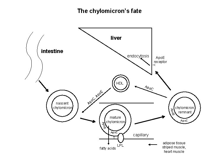 The chylomicron’s fate liver intestine endocytosis Apo. E receptor Y HDL C E po