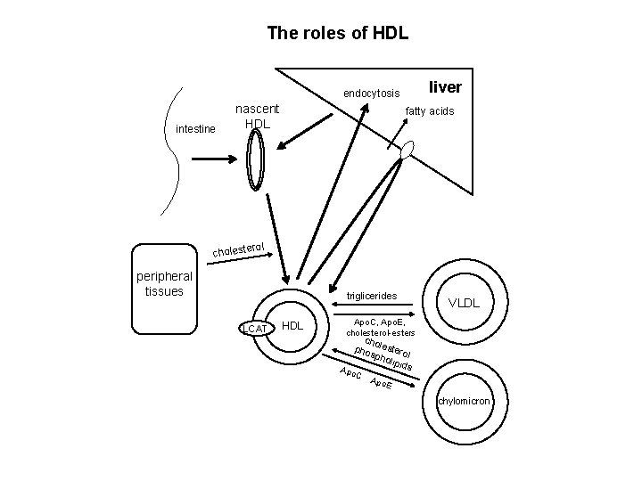 The roles of HDL liver endocytosis intestine nascent HDL fatty acids rol choleste peripheral