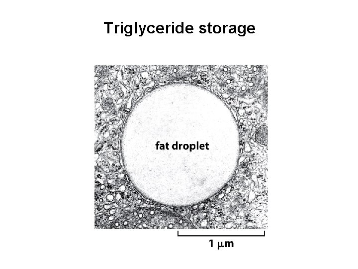 Triglyceride storage 