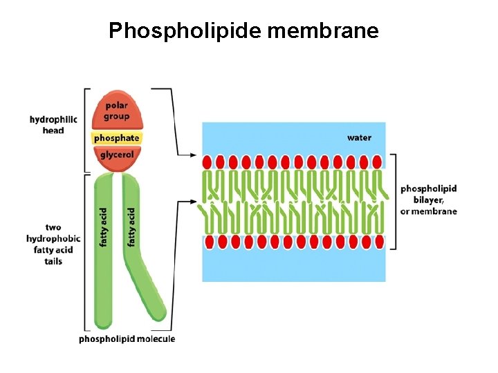 Phospholipide membrane 