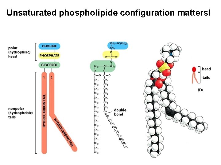Unsaturated phospholipide configuration matters! 