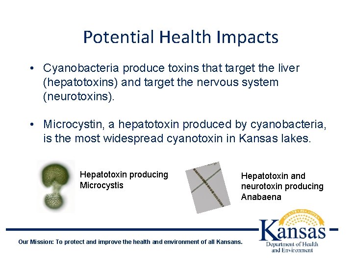 Potential Health Impacts • Cyanobacteria produce toxins that target the liver (hepatotoxins) and target