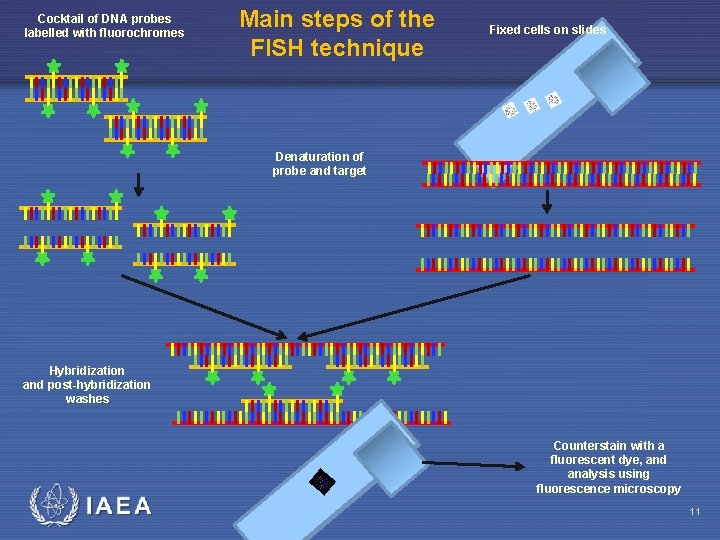 Cocktail of DNA probes labelled with fluorochromes Main steps of the FISH technique Fixed