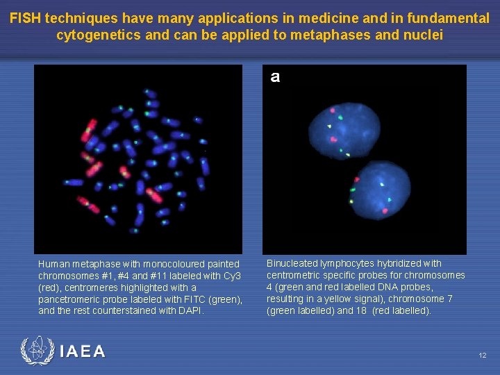 FISH techniques have many applications in medicine and in fundamental cytogenetics and can be