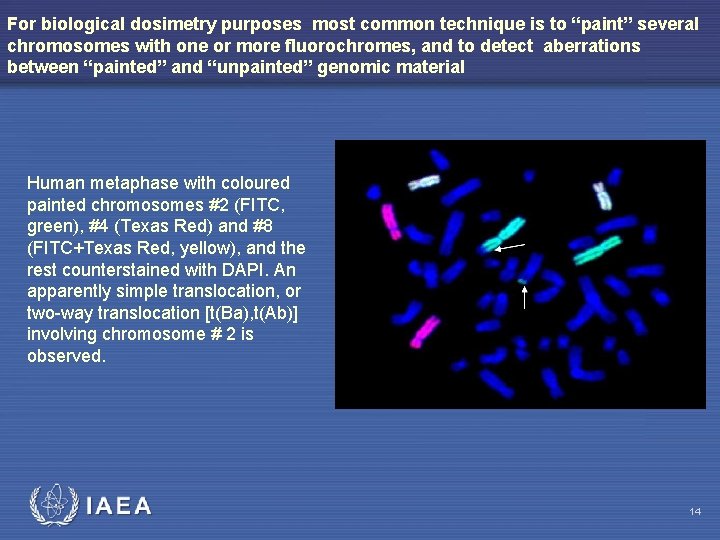 For biological dosimetry purposes most common technique is to “paint” several chromosomes with one