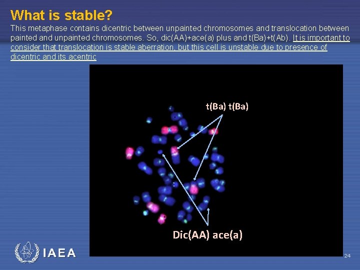 What is stable? This metaphase contains dicentric between unpainted chromosomes and translocation between painted