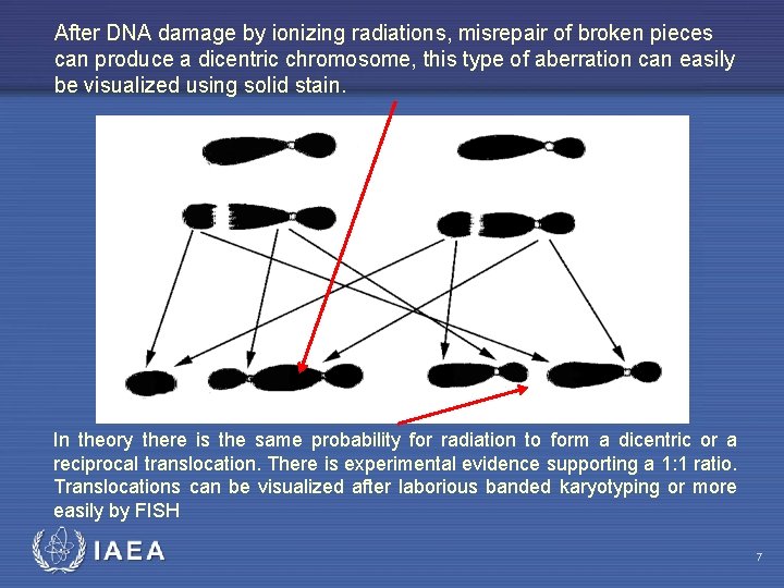 After DNA damage by ionizing radiations, misrepair of broken pieces can produce a dicentric