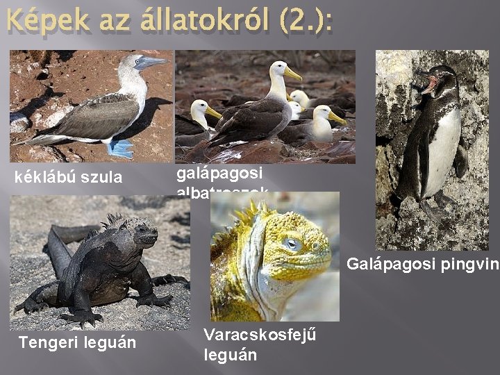 Képek az állatokról (2. ): kéklábú szula galápagosi albatroszok Galápagosi pingvin Tengeri leguán Varacskosfejű