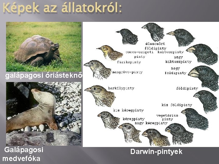 Képek az állatokról: galápagosi óriásteknős Galápagosi medvefóka Darwin-pintyek 