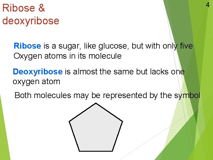 Ribose & deoxyribose Ribose is a sugar, like glucose, but with only five Oxygen