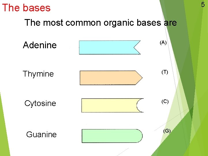 5 The bases The most common organic bases are Adenine Thymine Cytosine Guanine (A)