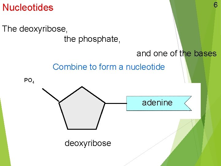 6 Nucleotides The deoxyribose, the phosphate, and one of the bases Combine to form