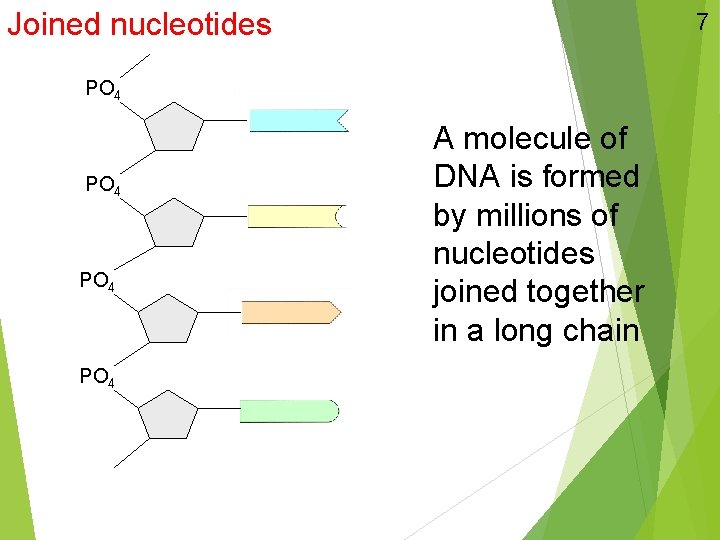 Joined nucleotides 7 PO 4 A molecule of DNA is formed by millions of