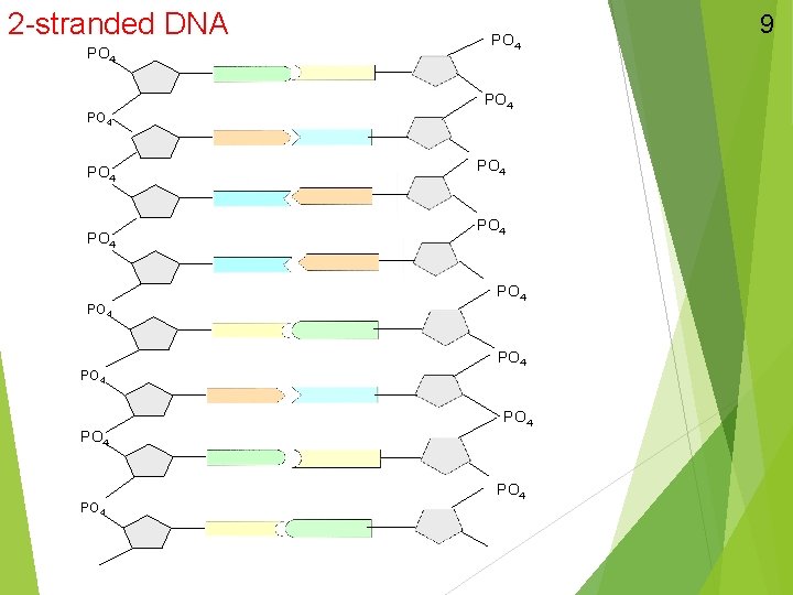 2 -stranded DNA PO 4 PO 4 PO 4 PO 4 9 