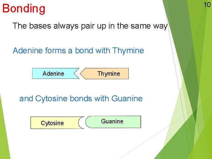 10 Bonding The bases always pair up in the same way Adenine forms a