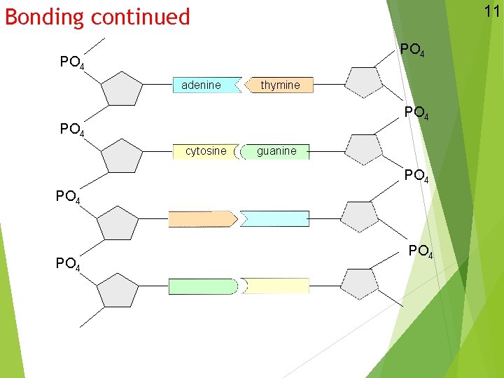 11 Bonding continued PO 4 adenine thymine PO 4 cytosine guanine PO 4 