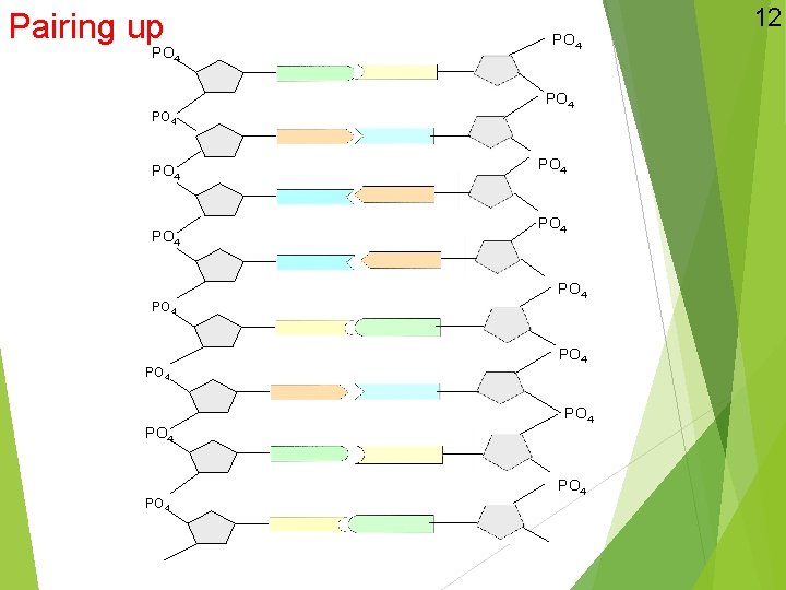 Pairing up PO 4 PO 4 PO 4 PO 4 12 