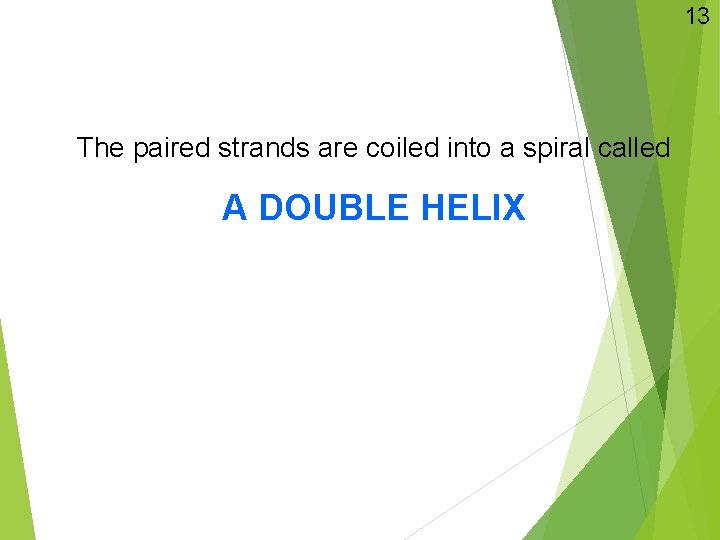 13 The paired strands are coiled into a spiral called A DOUBLE HELIX 