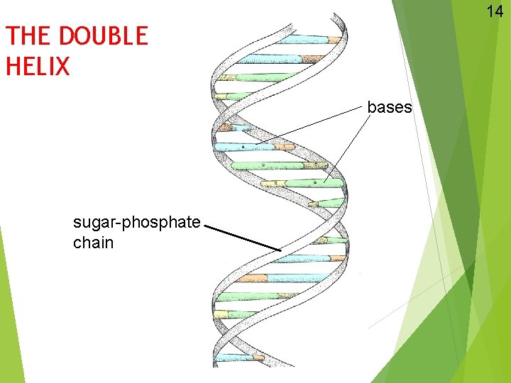 14 THE DOUBLE HELIX bases sugar-phosphate chain 