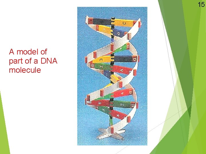 15 A model of part of a DNA molecule 