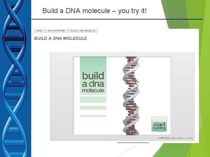 Build a DNA molecule – you try it! 