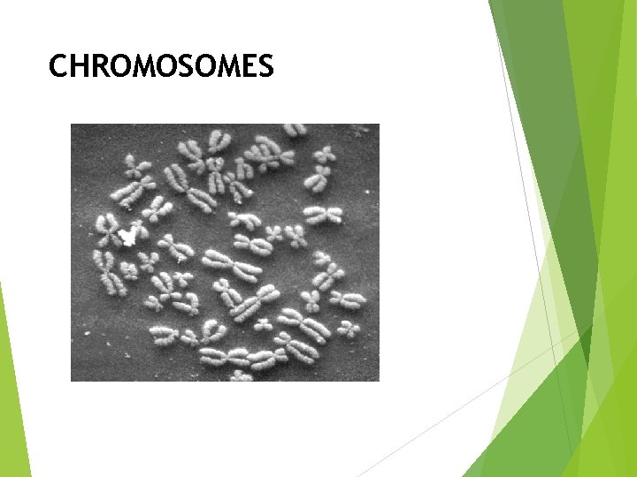 CHROMOSOMES 
