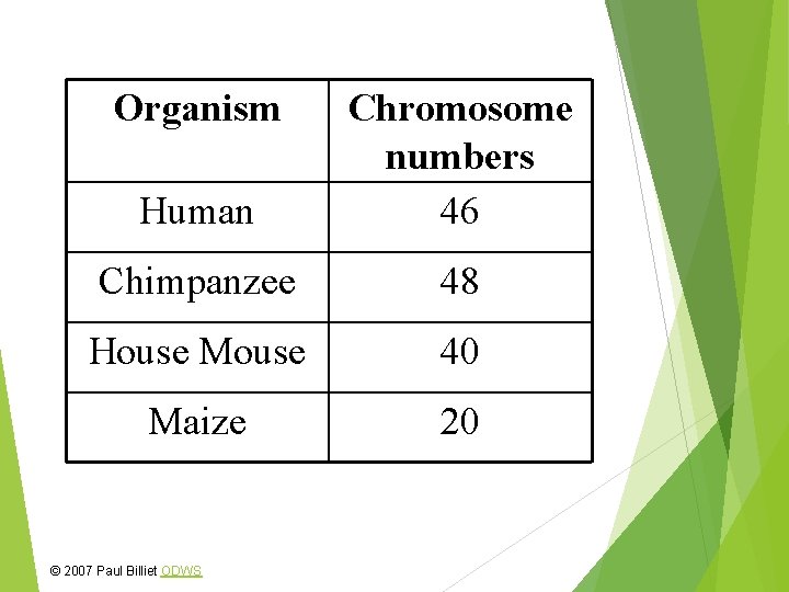 Organism Human Chromosome numbers 46 Chimpanzee 48 House Mouse 40 Maize 20 © 2007