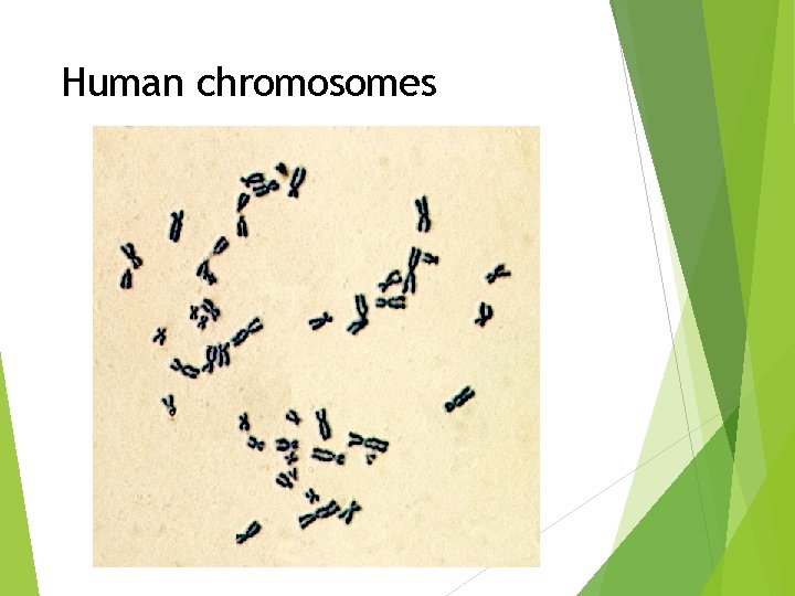 Human chromosomes 