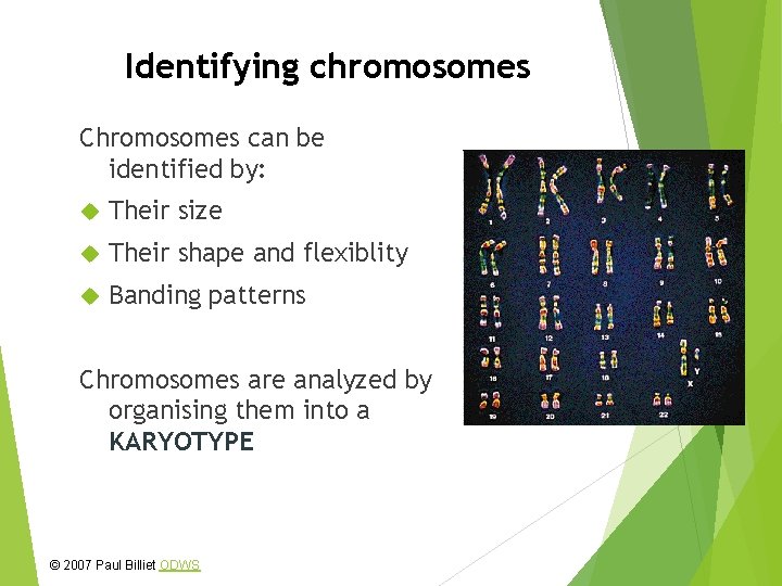 Identifying chromosomes Chromosomes can be identified by: Their size Their shape and flexiblity Banding