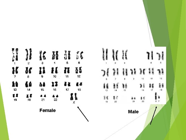 Female Male 