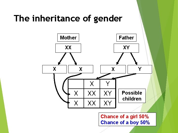 The inheritance of gender Mother Father XX XY X XX XY Y Possible children