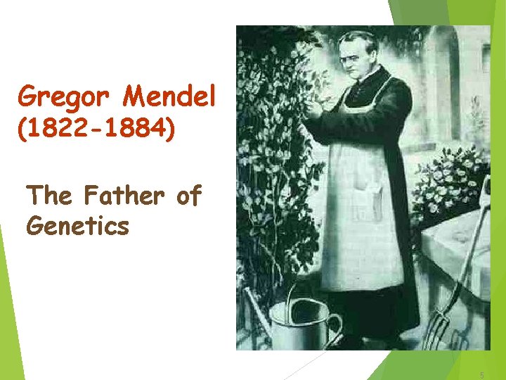 Gregor Mendel (1822 -1884) The Father of Genetics copyright cmassengale 5 