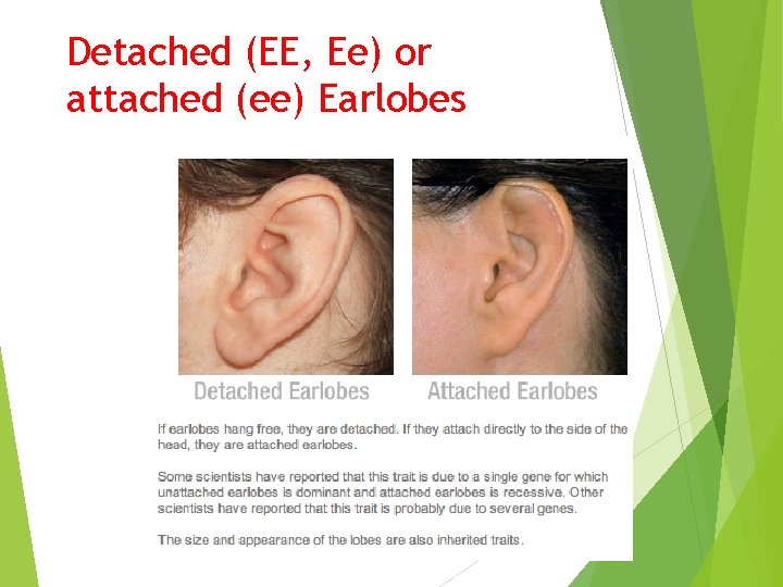 Detached (EE, Ee) or attached (ee) Earlobes 